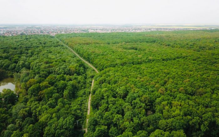 padurea-verde-700x440